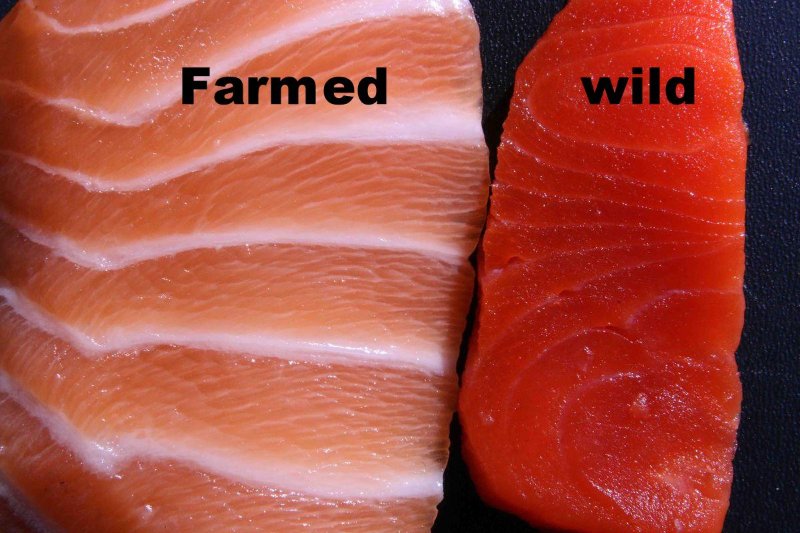 farmed-versus-wild-salmon